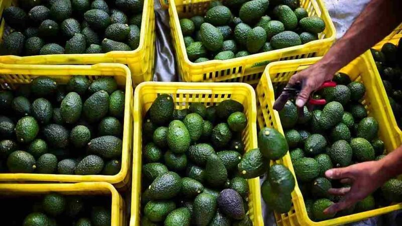 ESTADOS UNIDOS AUTORIZA INGRESO DE AGUACATE DE JALISCO