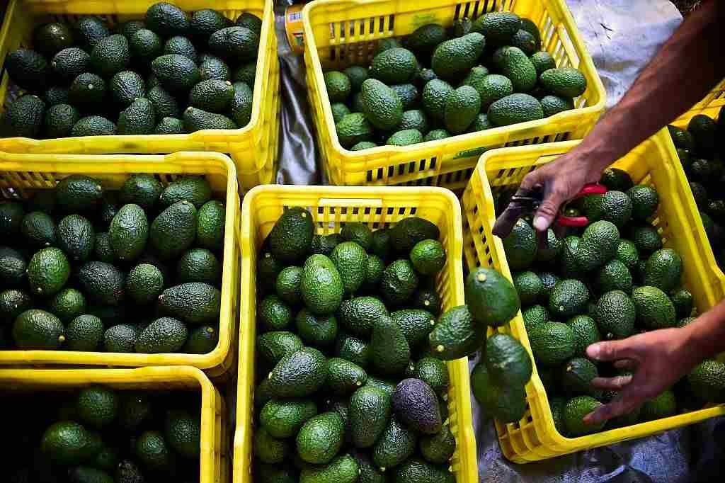 ESTADOS UNIDOS AUTORIZA INGRESO DE AGUACATE DE JALISCO