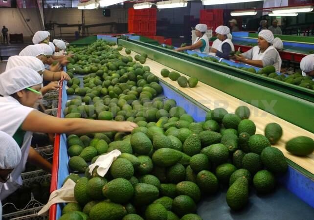JALISCO EXPORTA PRIMER CARGAMENTO DE AGUACATE A ESTADOS UNIDOS&nbsp;