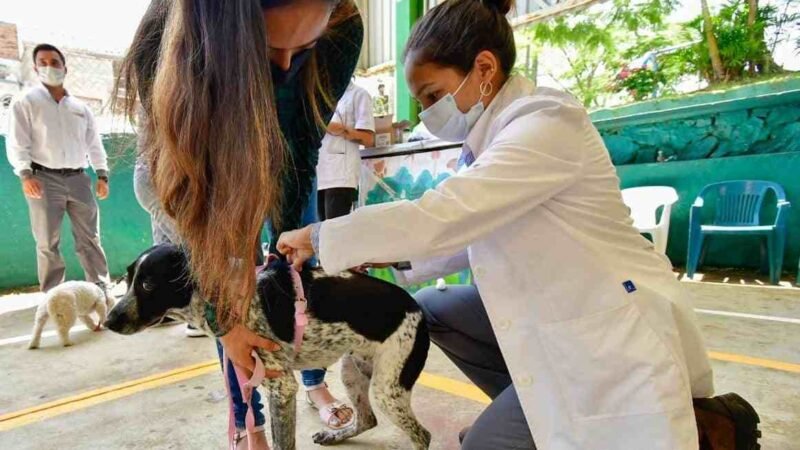 OFRECE BIENESTAR ANIMAL REVISIÓN MÉDICA Y VACUNA ANTIRRÁBICA GRATUITA PARA PERROS Y GATOS