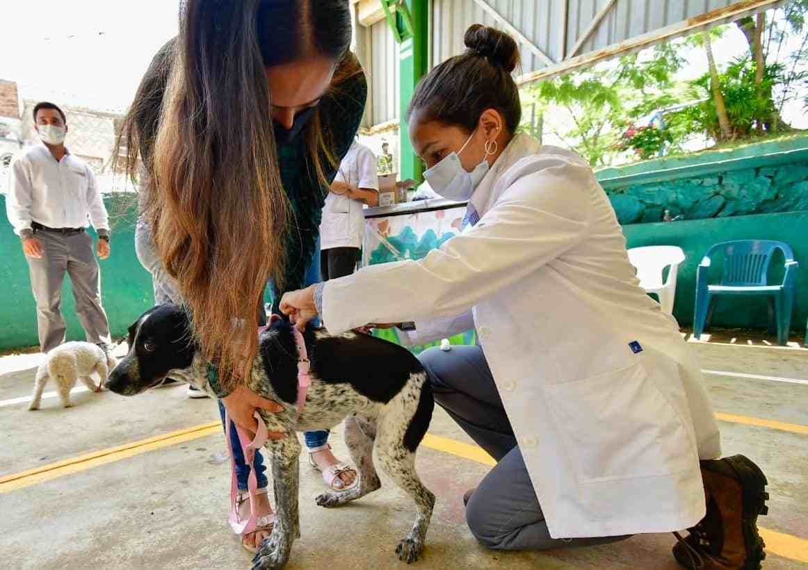 OFRECE BIENESTAR ANIMAL REVISIÓN MÉDICA Y VACUNA ANTIRRÁBICA GRATUITA PARA PERROS Y GATOS