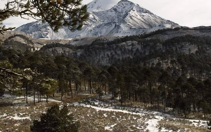 PRIORITARIO, RESCATAR ÁRBOLES QUE QUEDAN EN EL PARQUE NACIONAL