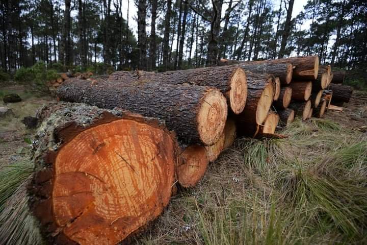 GOBIERNO DEL ESTADO VA TRAS TALADORES