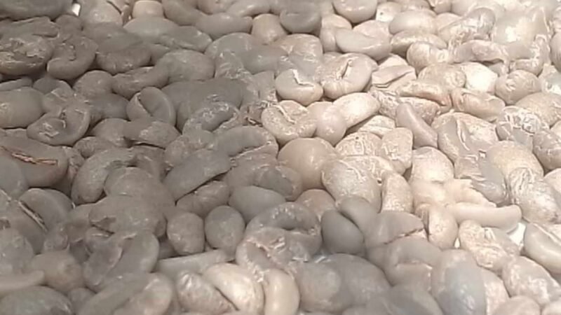 GRIS PANORAMA PARA CAFETICULTORES EN COSECHA 2022-2023