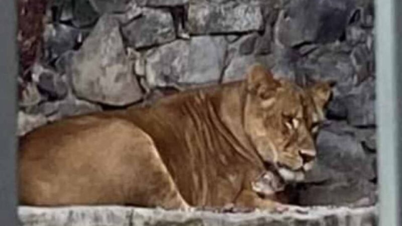 NACE OTRO LEÓN EN RESERVA DE RÍO ORIZABA
