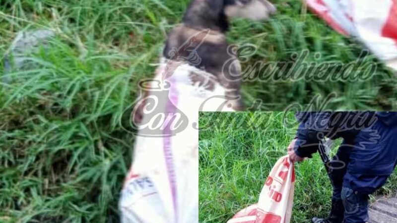INDIGNANTE; ABANDONAN A PERRO DENTRO DE COSTAL