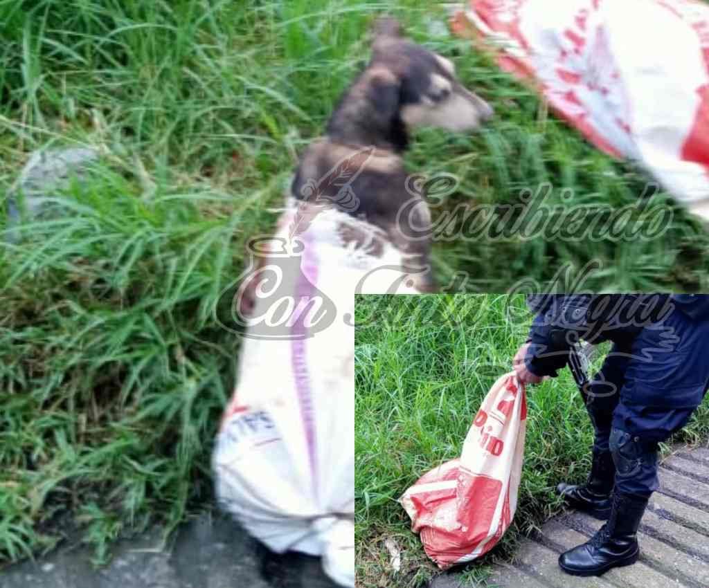 INDIGNANTE; ABANDONAN A PERRO DENTRO DE COSTAL