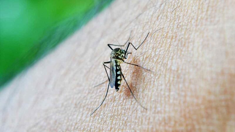 EN TABASCO PREOCUPA MÁS EL DENGUE QUE LA VIRUELA DE MONO