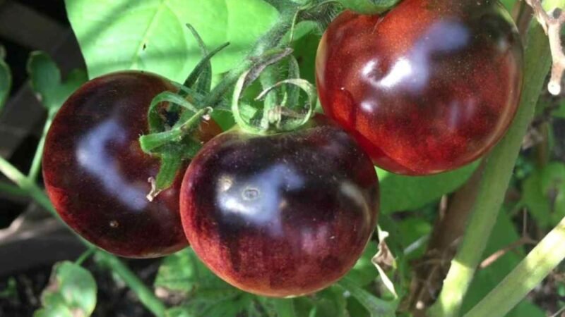 EU APRUEBA CULTIVO DEL TOMATE MORADO MODIFICADO GENÉTICAMENTE