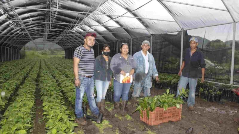 AYUNTAMIENTO DE ATOYAC ENTREGA PLANTAS DE CAFÉ A PRODUCTORES