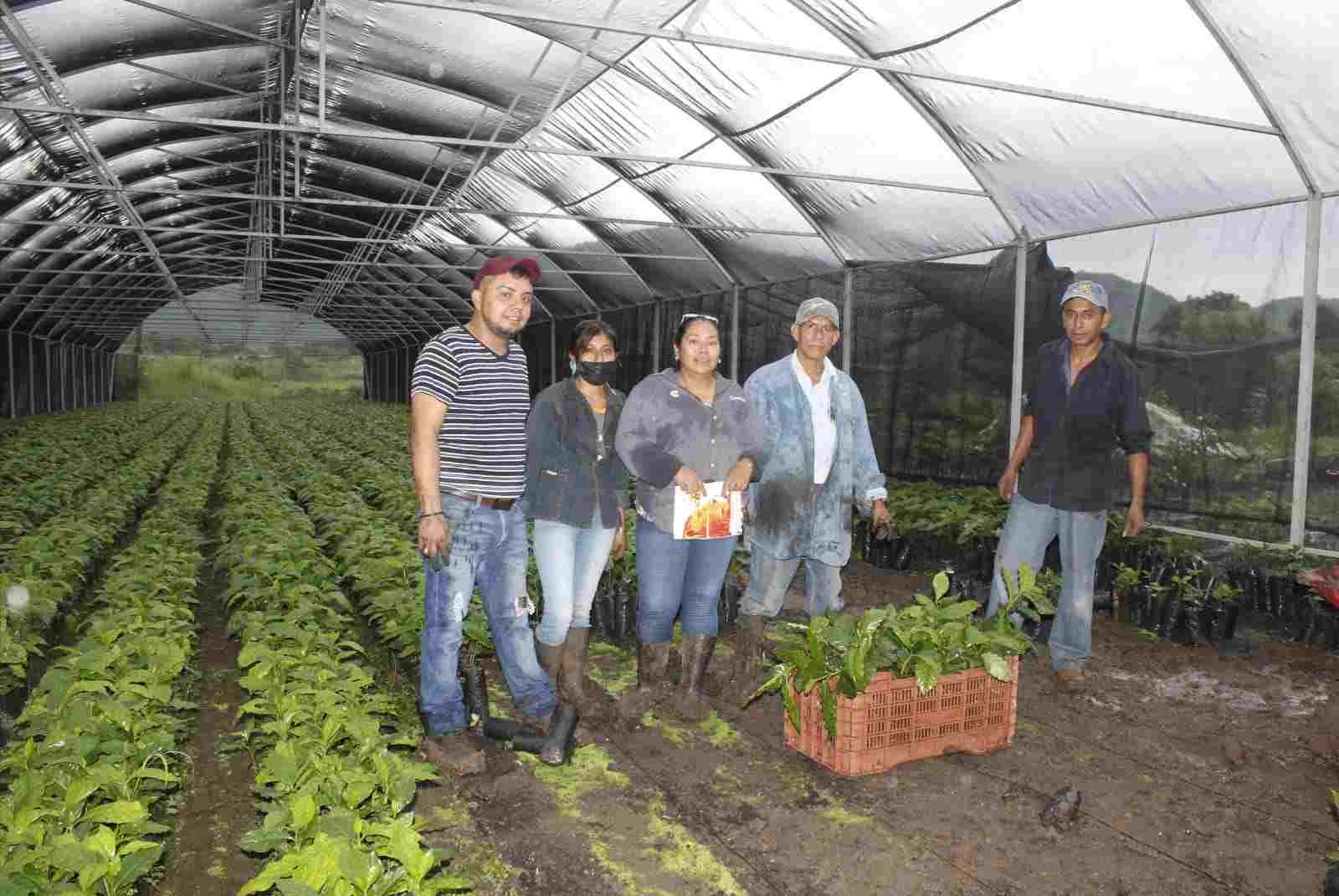 AYUNTAMIENTO DE ATOYAC ENTREGA PLANTAS DE CAFÉ A PRODUCTORES