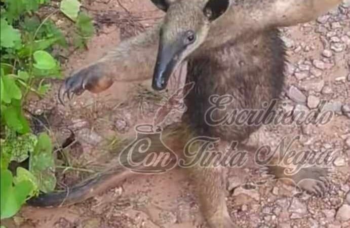 DENUNCIAN CACERÍA DE OSOS HORMIGUEROS EN ZONA DE TENAMPA