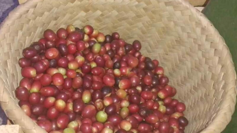 INCERTIDUMBRE POR LOS PRECIOS DEL CAFÉ