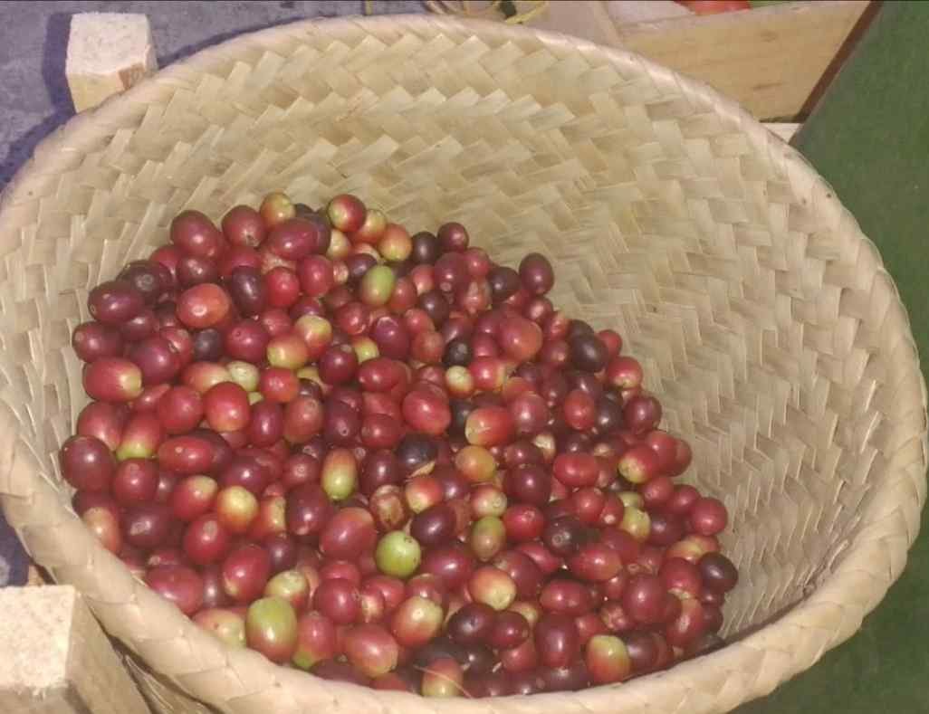 INCERTIDUMBRE POR LOS PRECIOS DEL CAFÉ