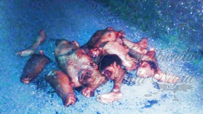 DE CÓRDOBA, TRES DE CINCO DESMEMBRADOS EN ZONA DE ORIZABA