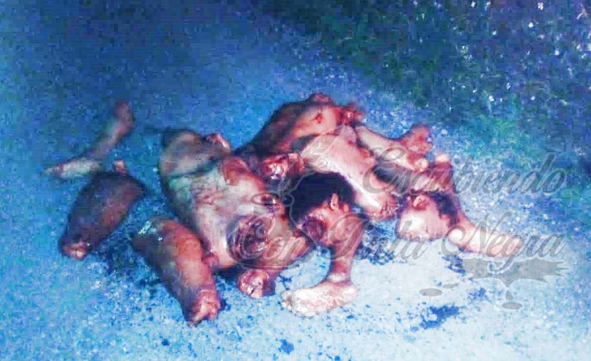 ENCUENTRAN TRES DESCUARTIZADOS EN HUILOAPAN