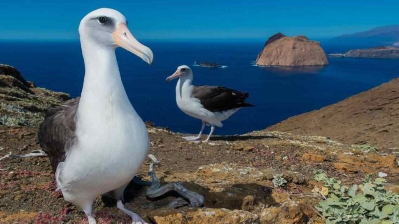 AVES MARINAS REGRESAN A ISLAS DE BAJA CALIFORNIA TRAS ERRADICACIÓN DE PLAGAS
