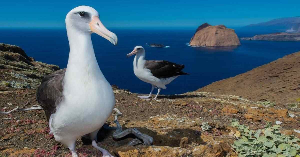 AVES MARINAS REGRESAN A ISLAS DE BAJA CALIFORNIA TRAS ERRADICACIÓN DE PLAGAS