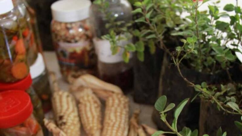 LLEVARÁN FORO AGROECOLÓGICO A VILLA LIBERTAD