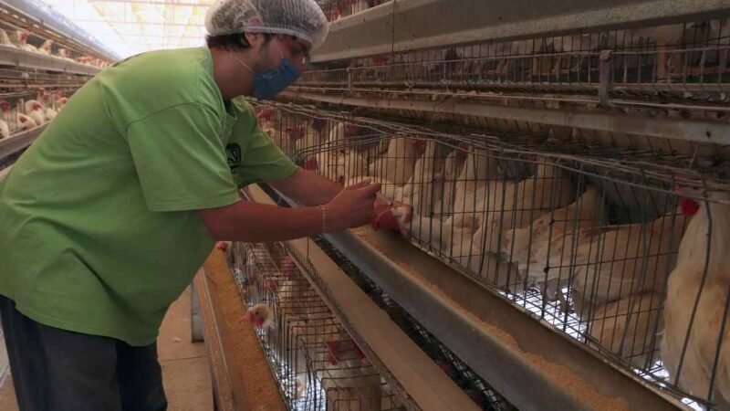 INICIA VACUNACIÓN CONTRA INFLUENZA AVIAR AH5N1 EN MÉXICO