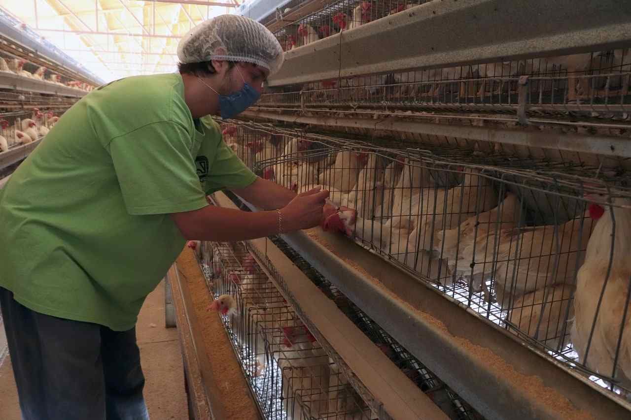 INICIA VACUNACIÓN CONTRA INFLUENZA AVIAR AH5N1 EN MÉXICO