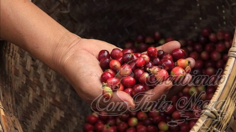 TRANSNACIONALES SIGUEN “JUGANDO” CON EL PRECIO DEL CAFÉ