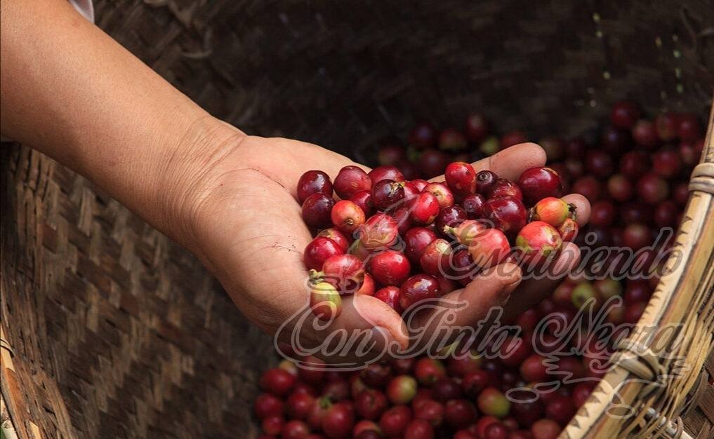 TRANSNACIONALES SIGUEN “JUGANDO” CON EL PRECIO DEL CAFÉ