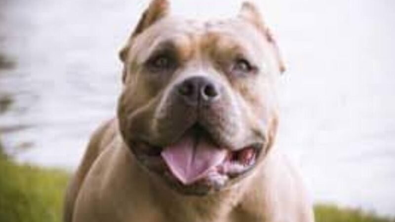 MUJER ORDENÓ A SU PERRO QUE MATARA A SU ESPOSO