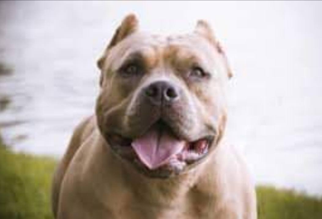 MUJER ORDENÓ A SU PERRO QUE MATARA A SU ESPOSO