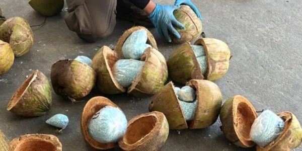 DECOMISAN 300 KILOS DE FENTANILO DENTRO DE COCOS
