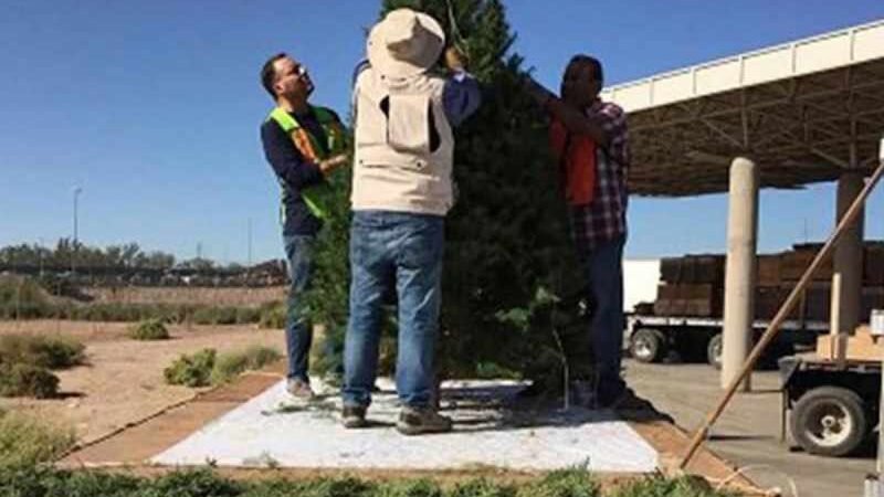 VERIFICAN QUE ÁRBOLES DE NAVIDAD IMPORTADOS NO TENGAN PLAGAS