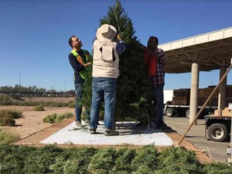 VERIFICAN QUE ÁRBOLES DE NAVIDAD IMPORTADOS NO TENGAN PLAGAS