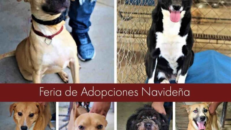 HABRÁ “FERIA DE ADOPCIONES NAVIDEÑA”