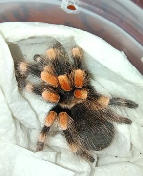 PROFEPA ASEGURA 13 TARÁNTULAS EN HIDALGO