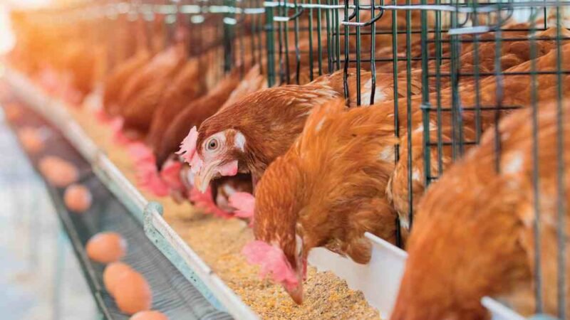 ADVIERTEN INCREMENTO DE INFLUENZA AVIAR EN CENTROAMÉRICA