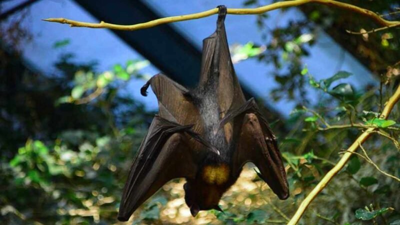 NIÑOS ATACADOS POR MURCIÉLAGO DAN NEGATIVO A RABIA