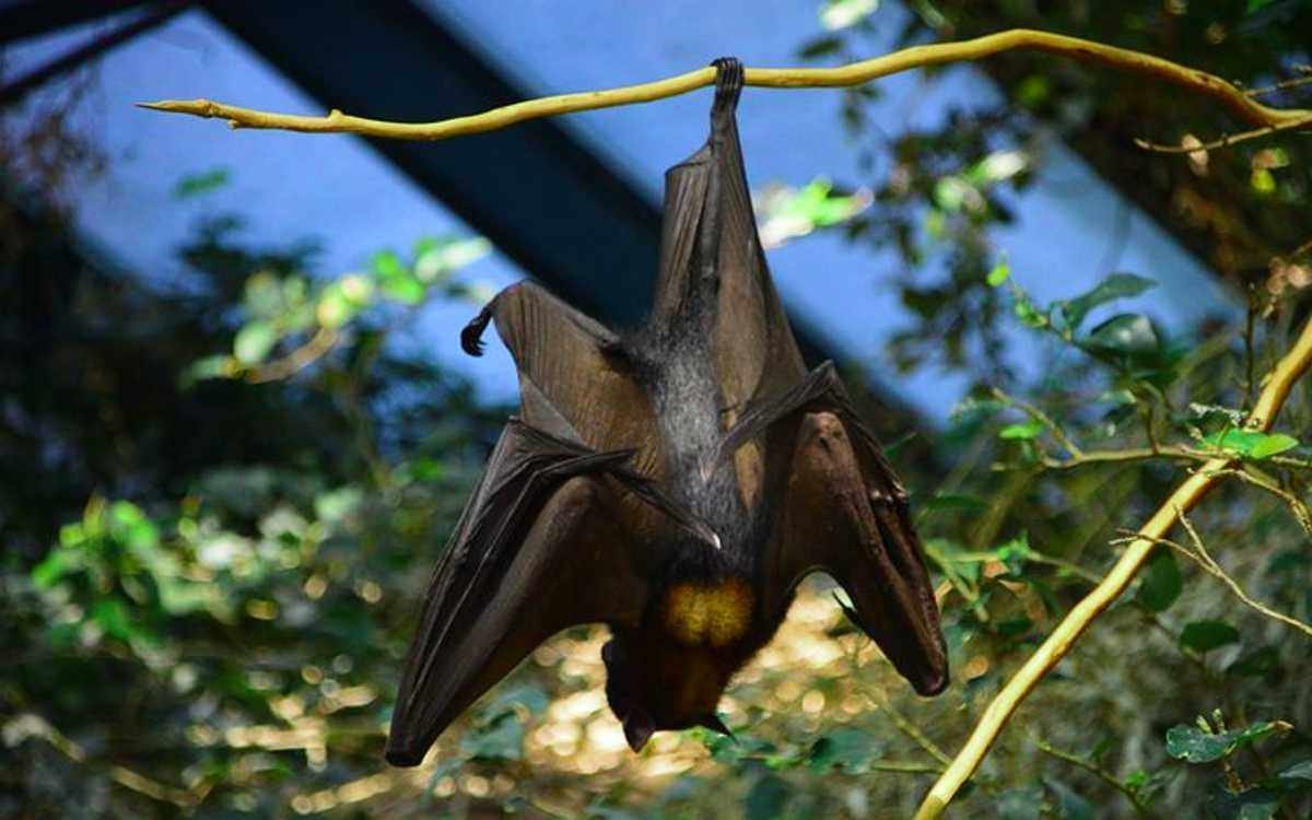 NIÑOS ATACADOS POR MURCIÉLAGO DAN NEGATIVO A RABIA