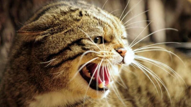 CONFIRMAN PRIMER CASO DE RABIA TRANSMITIDA POR UN GATO A UN SER HUMANO