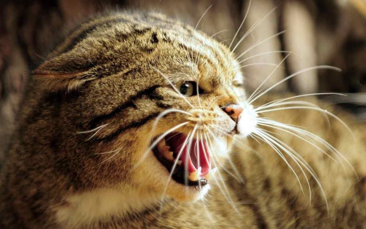 CONFIRMAN PRIMER CASO DE RABIA TRANSMITIDA POR UN GATO A UN SER HUMANO