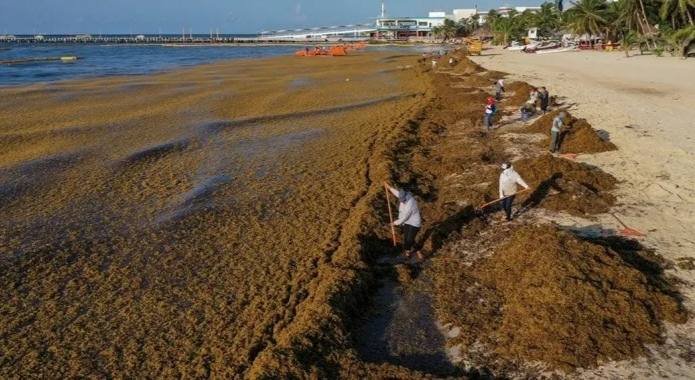 SE HAN RECOLECTADO 52 MIL TONELADAS DE SARGAZO DURANTE 2022: MARINA