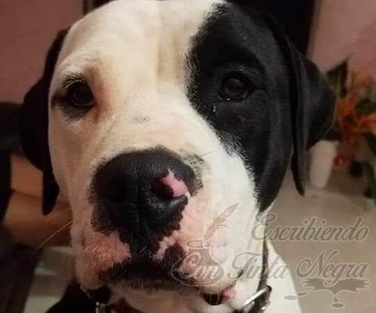 MATÓ A PERRO A MACHETAZOS; EXIGEN JUSTICIA