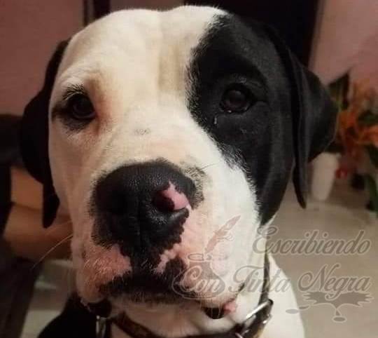 MATÓ A PERRO A MACHETAZOS; EXIGEN JUSTICIA