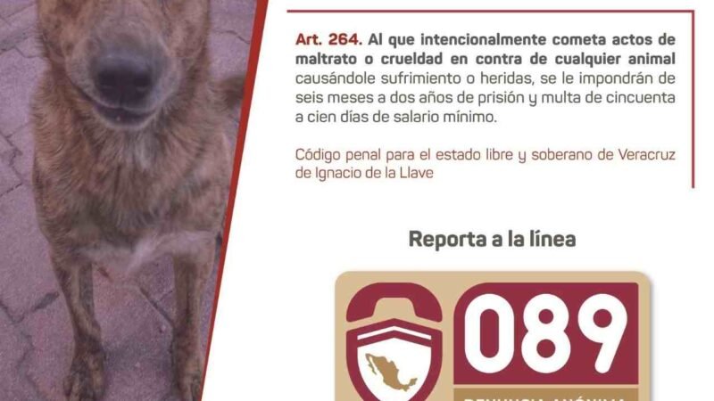 2022 CONCLUYÓ CON MÁS DE MIL 200 REPORTES DE MALTRATO ANIMAL