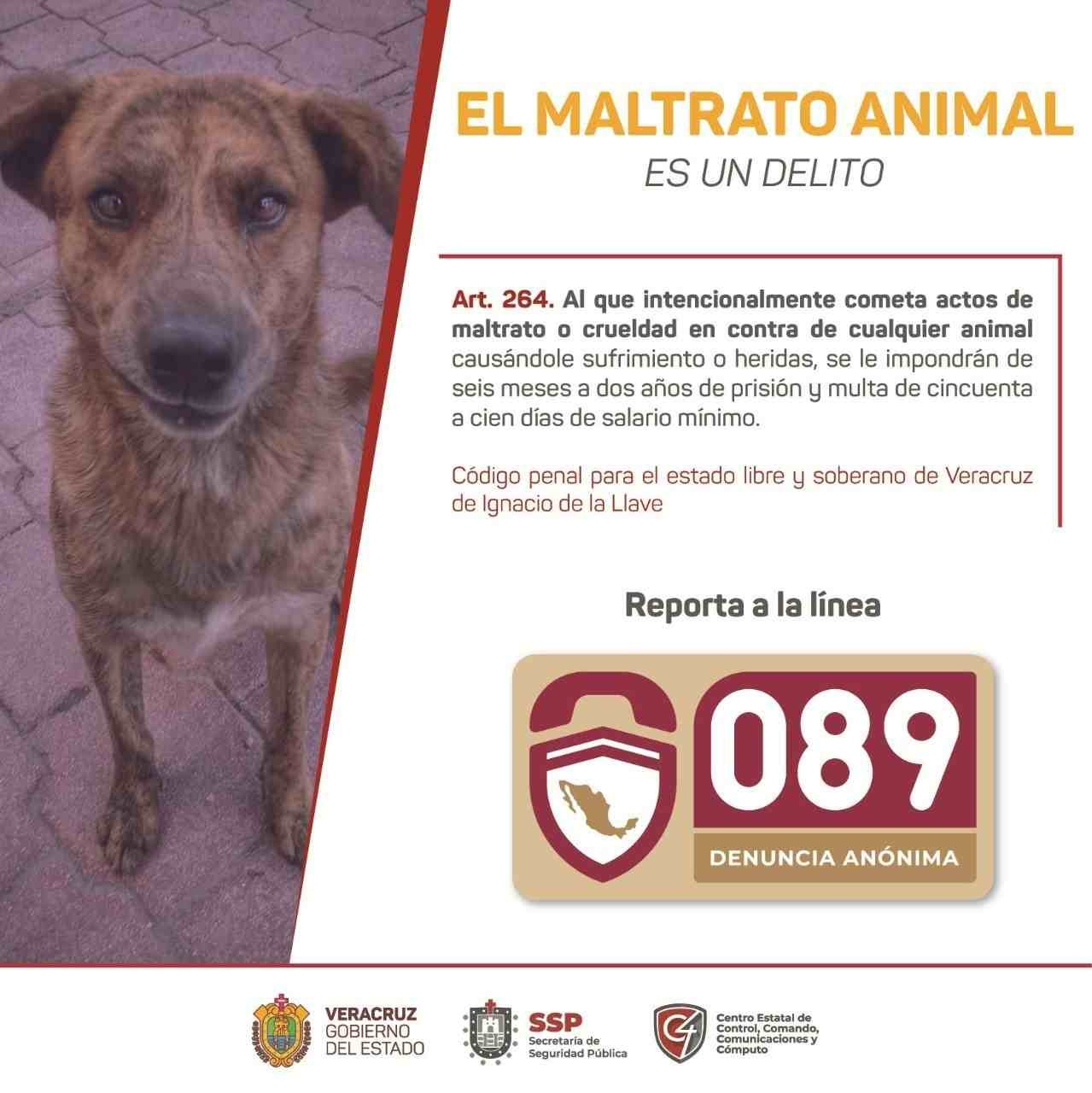 2022 CONCLUYÓ CON MÁS DE MIL 200 REPORTES DE MALTRATO ANIMAL