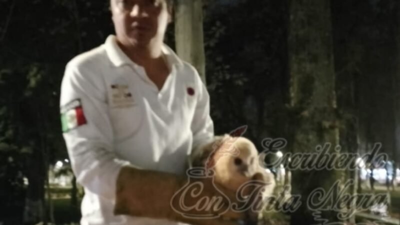 RESCATAN A BUHO BEBÉ EN LA ALAMEDA DE HUATUSCO