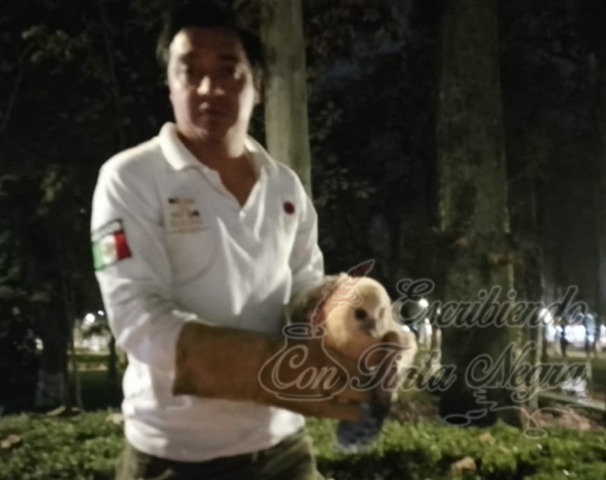 RESCATAN A BUHO BEBÉ EN LA ALAMEDA DE HUATUSCO