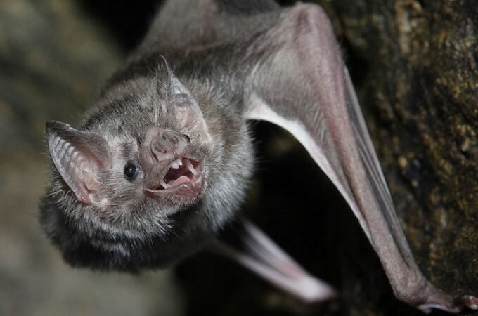 MURIÓ NIÑA DE 8 AÑOS POR MORDEDURA DE MURCIÉLAGO