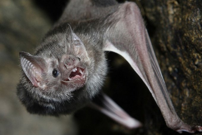 MURIÓ NIÑA DE 8 AÑOS POR MORDEDURA DE MURCIÉLAGO