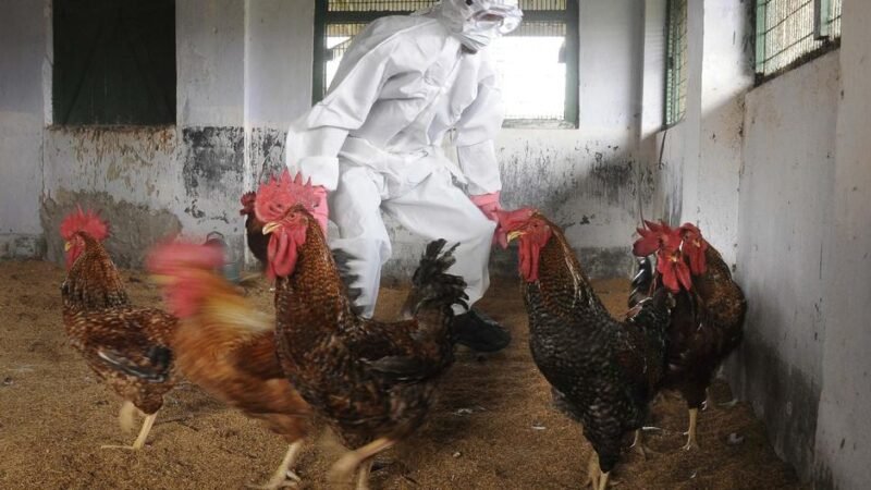 DETECTAN PRIMER CASO HUMANO DE INFLUENZA AVIAR A H5N1 EN AMÉRICA LATINA