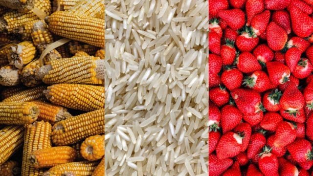 MÉXICO EXPORTA ALIMENTOS A 15 PAÍSES DE ÁFRICA